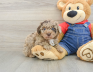 6 week old Poodle Puppy For Sale - Simply Southern Pups