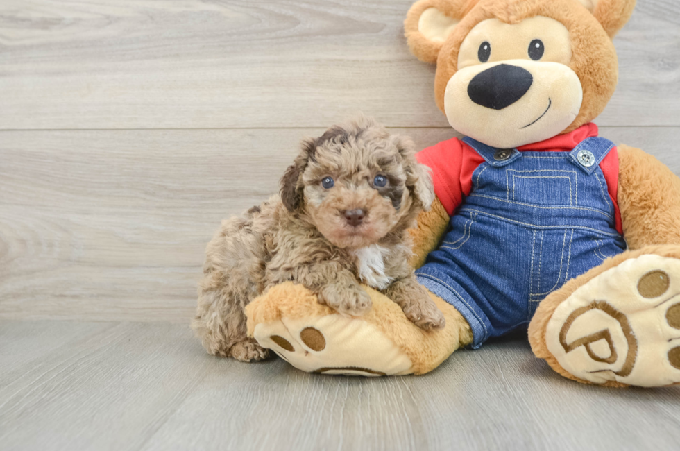6 week old Poodle Puppy For Sale - Simply Southern Pups