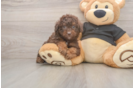 Poodle Pup Being Cute