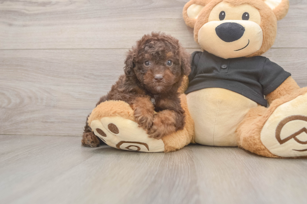 Poodle Pup Being Cute
