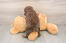 Poodle Pup Being Cute