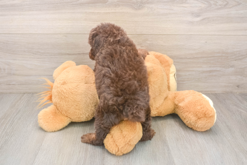 Poodle Pup Being Cute