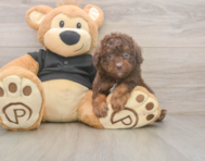 6 week old Poodle Puppy For Sale - Simply Southern Pups