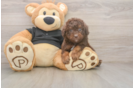 Hypoallergenic Poodle Baby