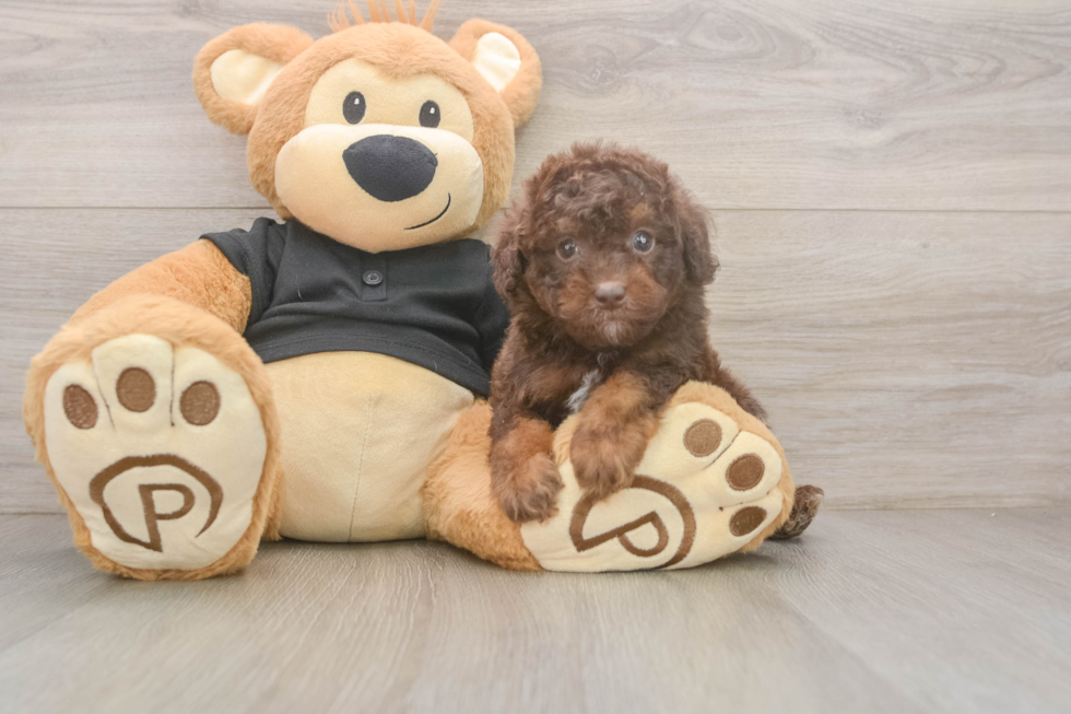 Hypoallergenic Poodle Baby