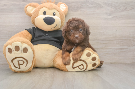 Hypoallergenic Poodle Baby