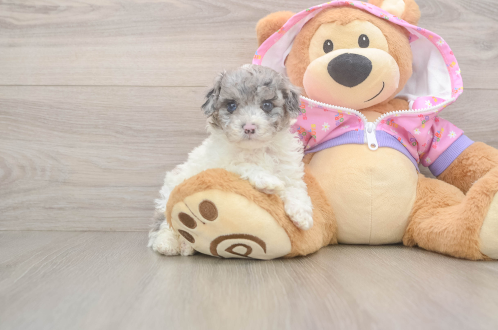 6 week old Poodle Puppy For Sale - Simply Southern Pups