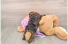 Little Poodle Baby