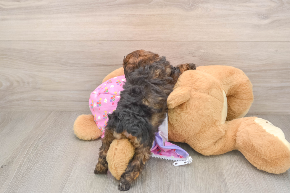 Little Poodle Baby