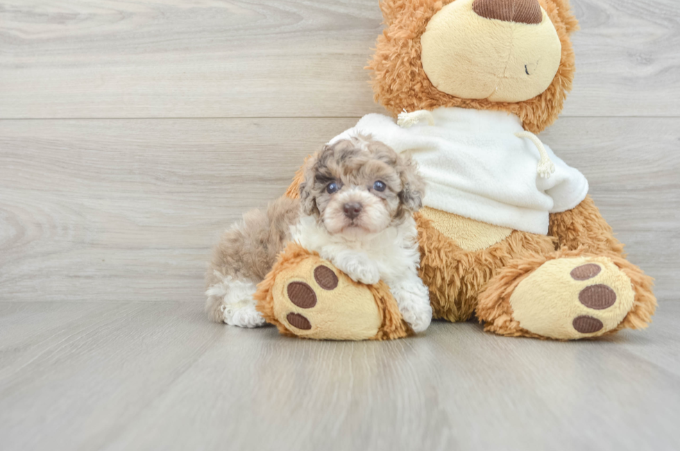 9 week old Poodle Puppy For Sale - Simply Southern Pups