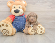 8 week old Poodle Puppy For Sale - Simply Southern Pups