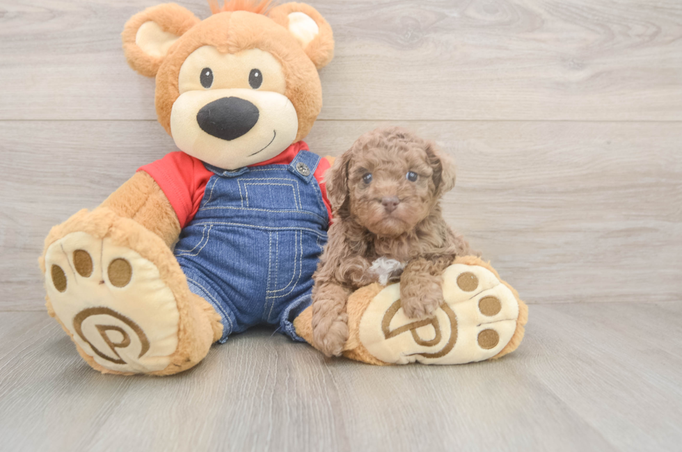 5 week old Poodle Puppy For Sale - Simply Southern Pups