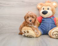 6 week old Poodle Puppy For Sale - Simply Southern Pups