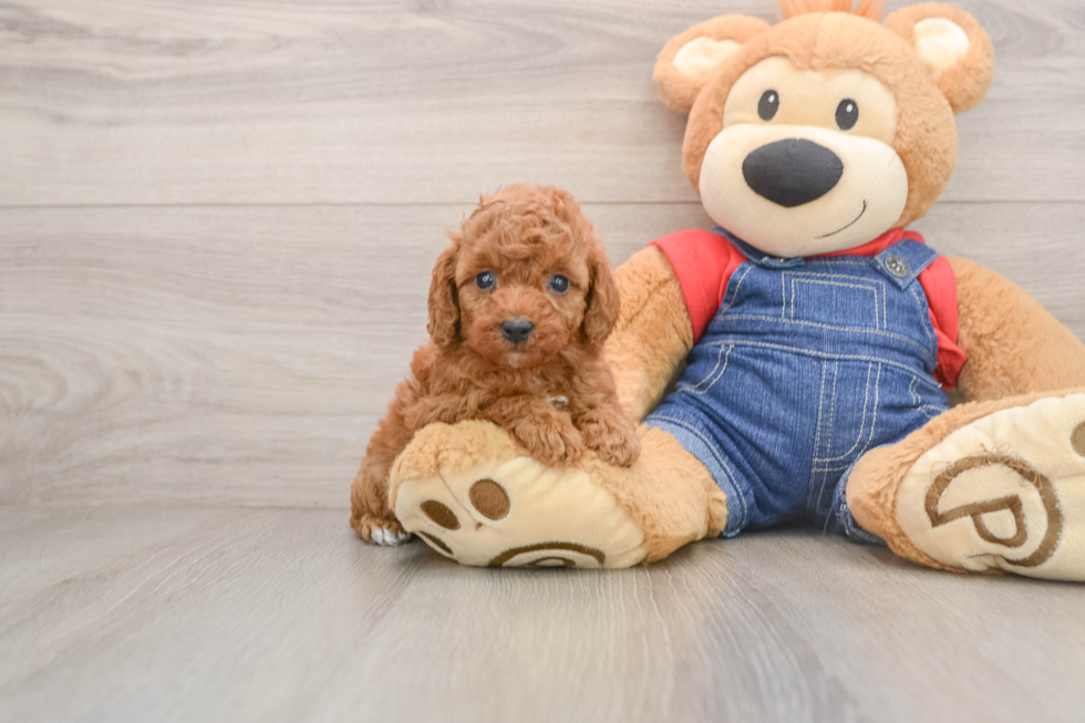 Poodle Puppy for Adoption