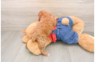 Funny Poodle Purebred Pup