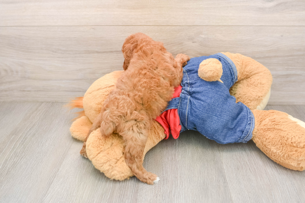 Funny Poodle Purebred Pup