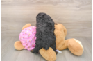 Poodle Pup Being Cute