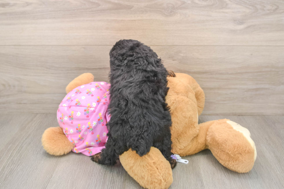 Poodle Pup Being Cute