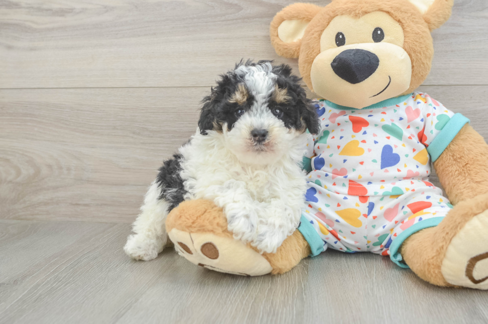6 week old Poodle Puppy For Sale - Simply Southern Pups