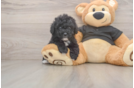 Fluffy Pudle Purebred Puppy