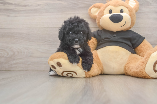 Fluffy Pudle Purebred Puppy