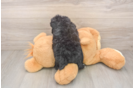 Popular Poodle Baby