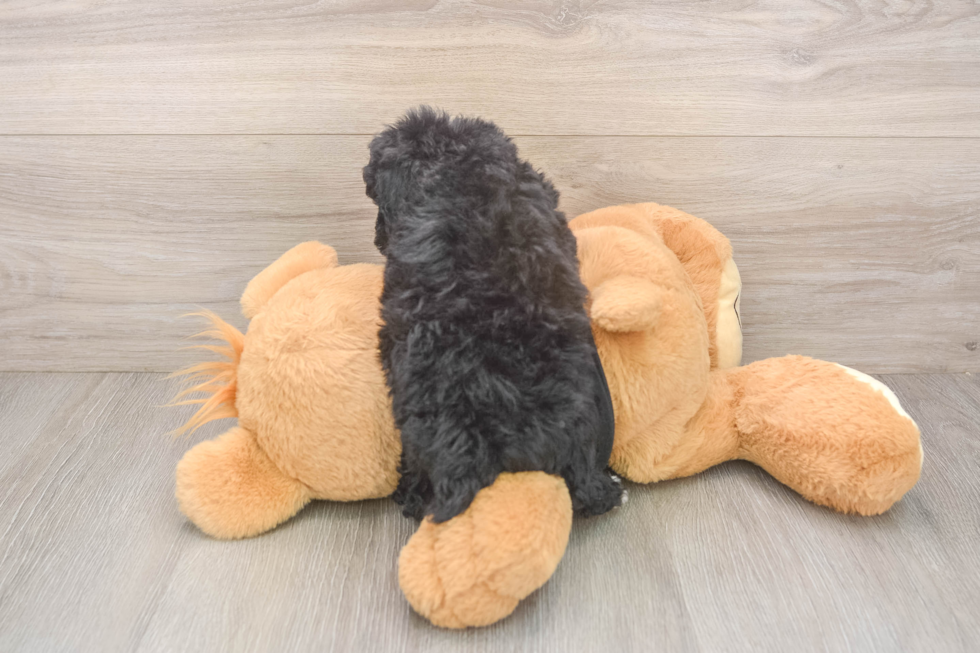 Popular Poodle Baby