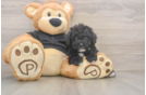 Best Poodle Baby