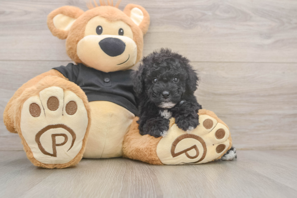 Best Poodle Baby