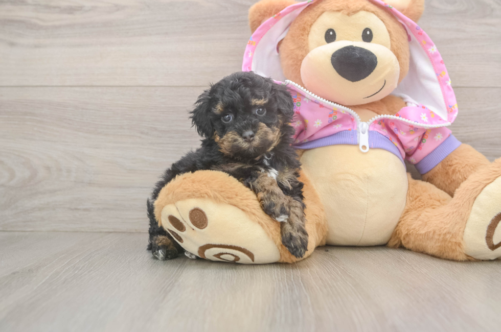 6 week old Poodle Puppy For Sale - Simply Southern Pups