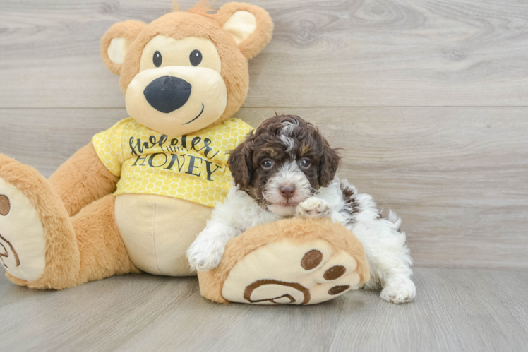 Best Poodle Baby