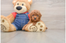 Poodle Puppy for Adoption