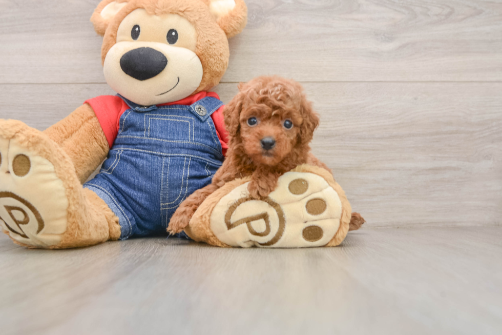 Poodle Puppy for Adoption