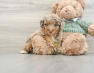 7 week old Poodle Puppy For Sale - Simply Southern Pups