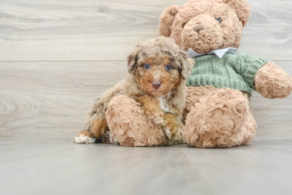 Poodle Pup Being Cute