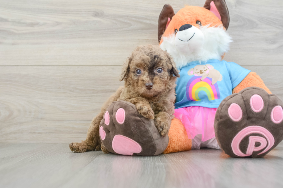 5 week old Poodle Puppy For Sale - Simply Southern Pups