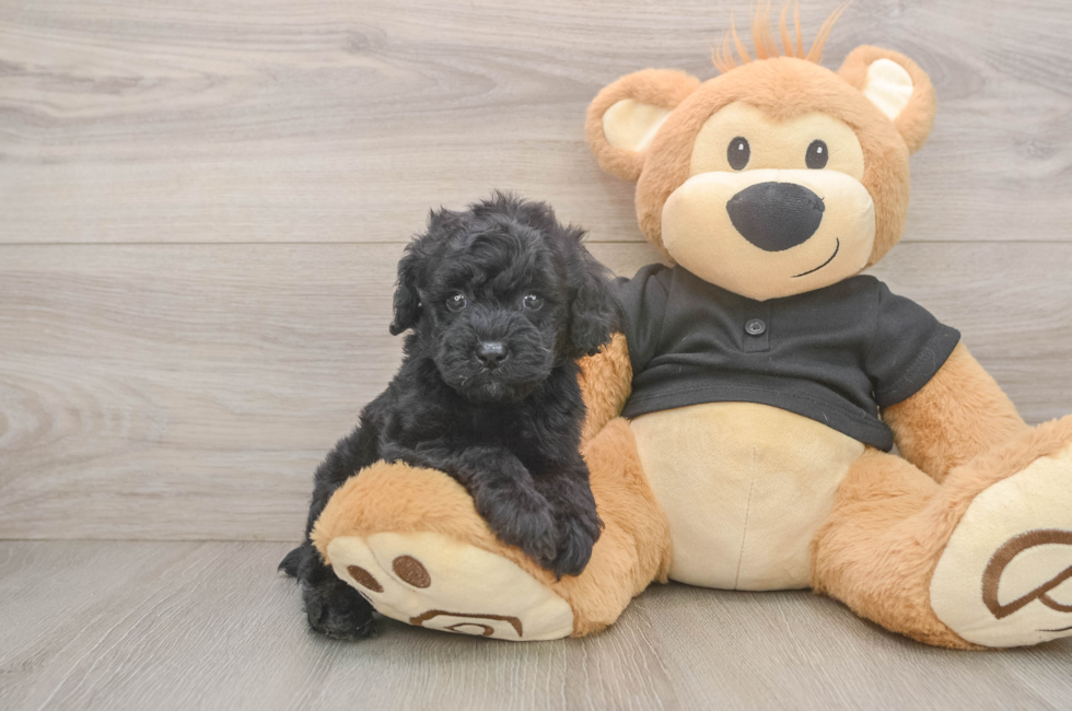 5 week old Poodle Puppy For Sale - Simply Southern Pups