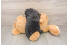 Best Poodle Baby