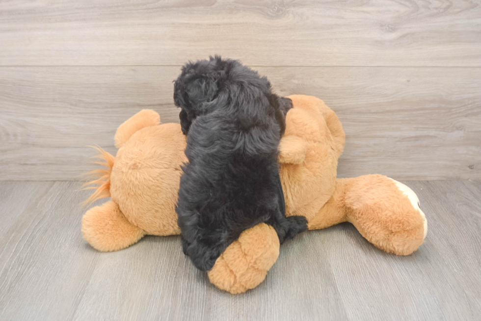 Best Poodle Baby