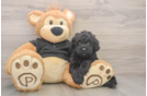 Smart Caniche Purebred Puppy