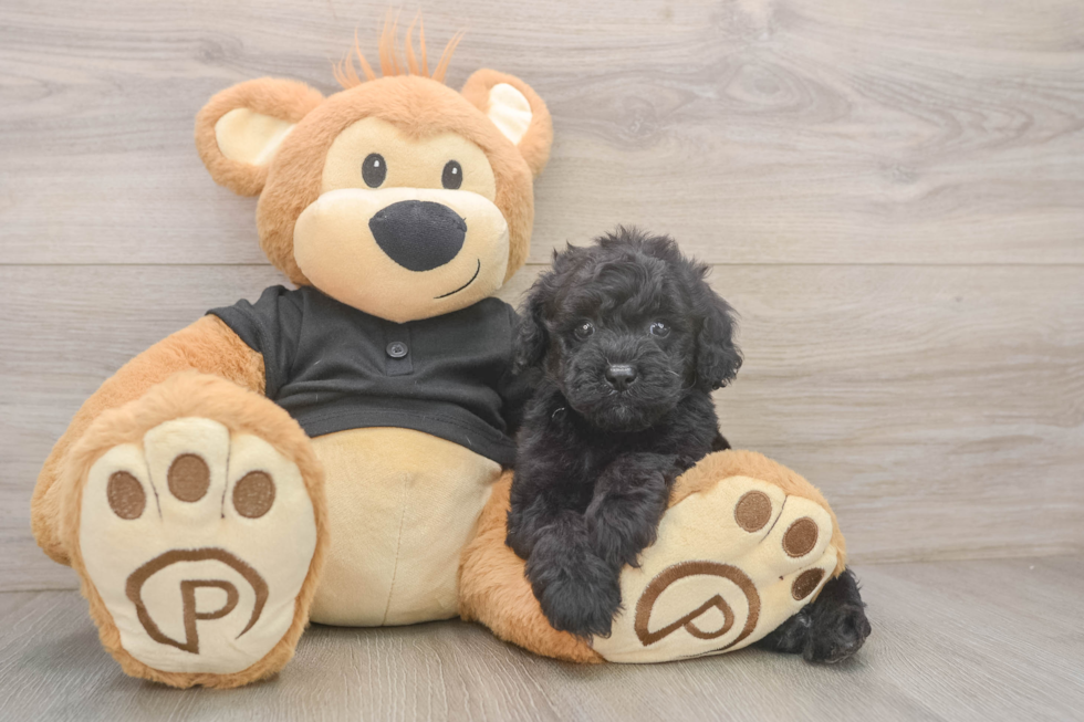 Smart Caniche Purebred Puppy