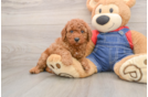 Poodle Pup Being Cute