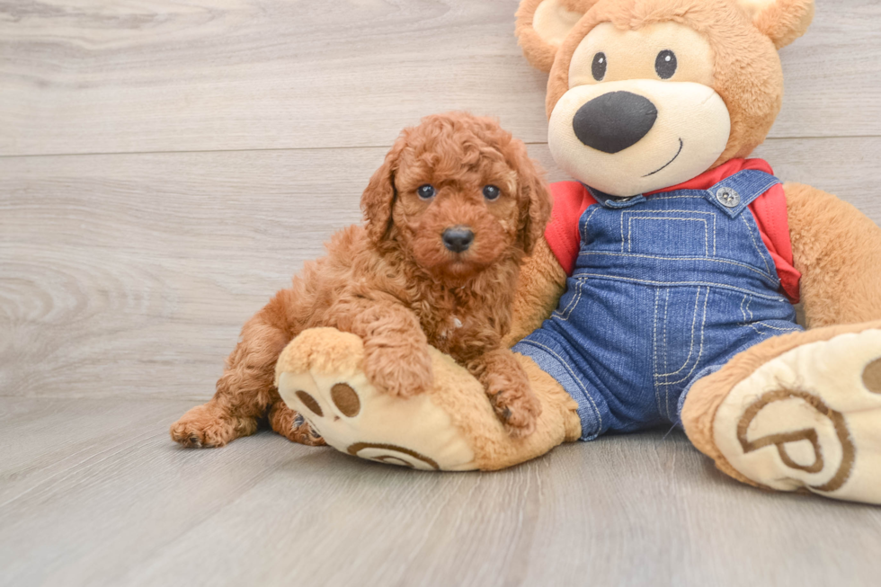Poodle Pup Being Cute