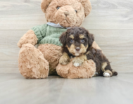 7 week old Poodle Puppy For Sale - Simply Southern Pups