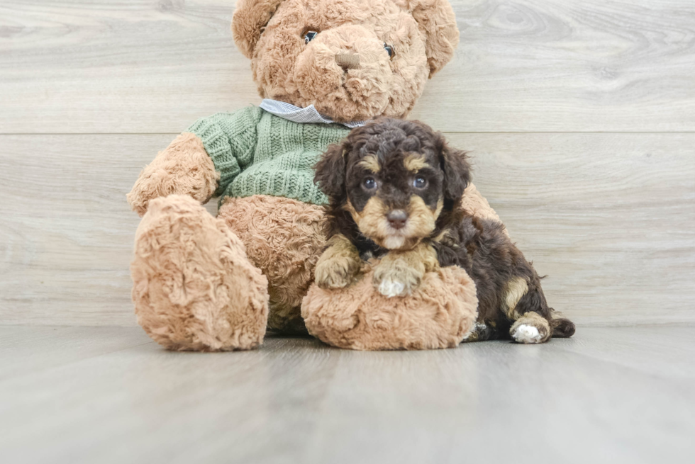 Poodle Pup Being Cute