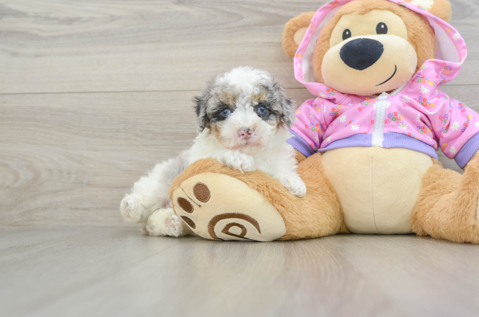 8 week old Poodle Puppy For Sale - Simply Southern Pups