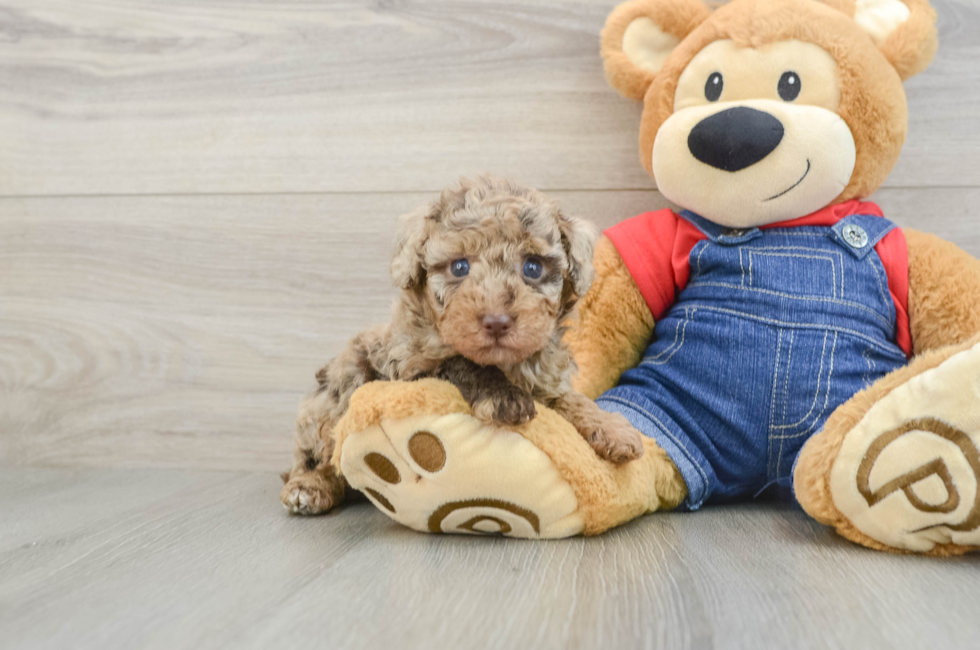 6 week old Poodle Puppy For Sale - Simply Southern Pups