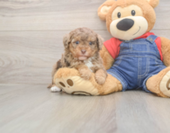 9 week old Poodle Puppy For Sale - Simply Southern Pups