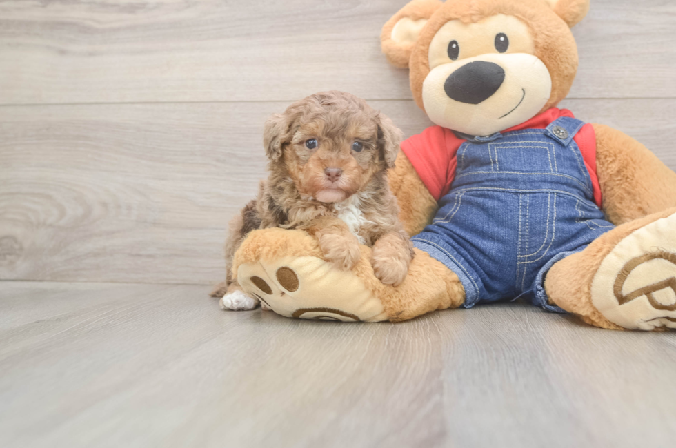 5 week old Poodle Puppy For Sale - Simply Southern Pups
