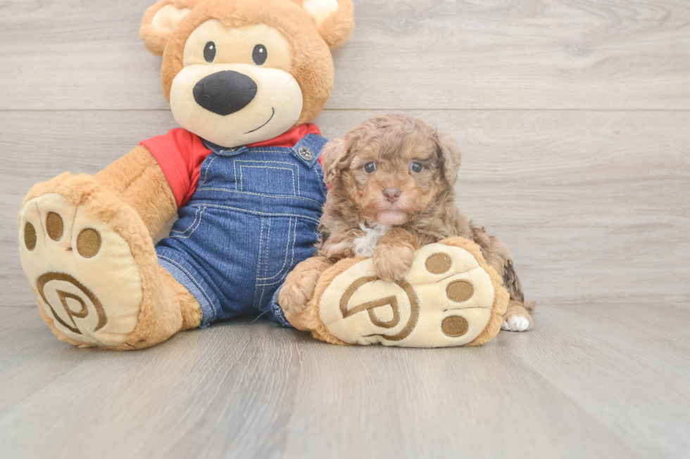 Sweet Pudle Purebred Puppy